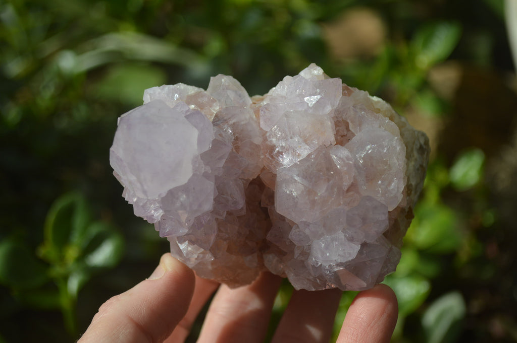 Natural Cactus Flower Spirit Quartz Clusters x 2 From Boekenhouthoek, South Africa - Toprock Gemstones and Minerals 