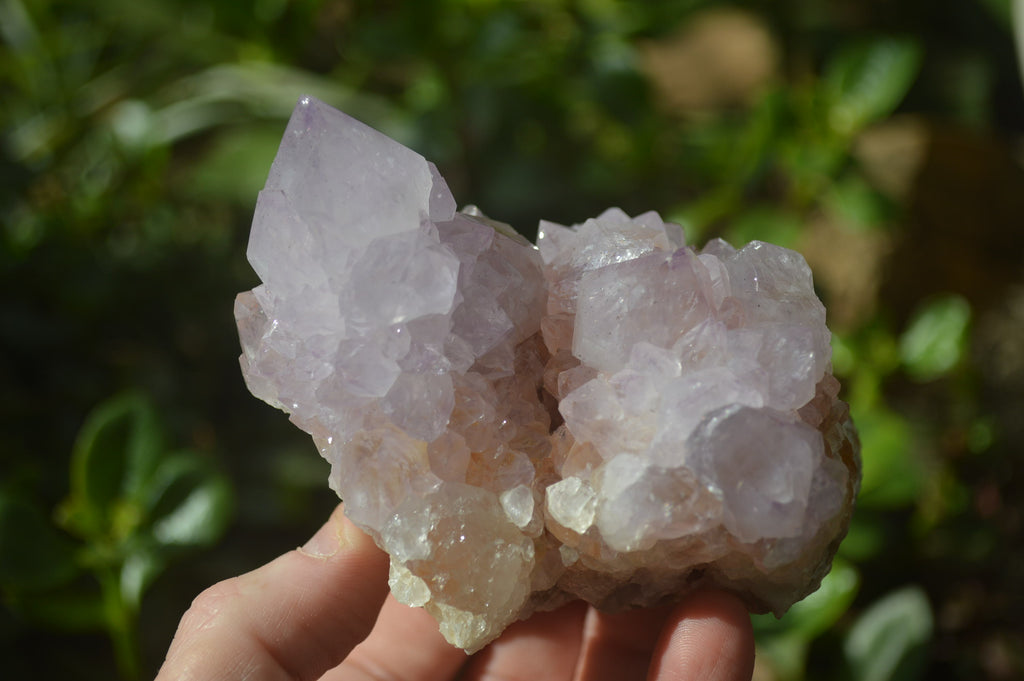 Natural Cactus Flower Spirit Quartz Clusters x 2 From Boekenhouthoek, South Africa - Toprock Gemstones and Minerals 