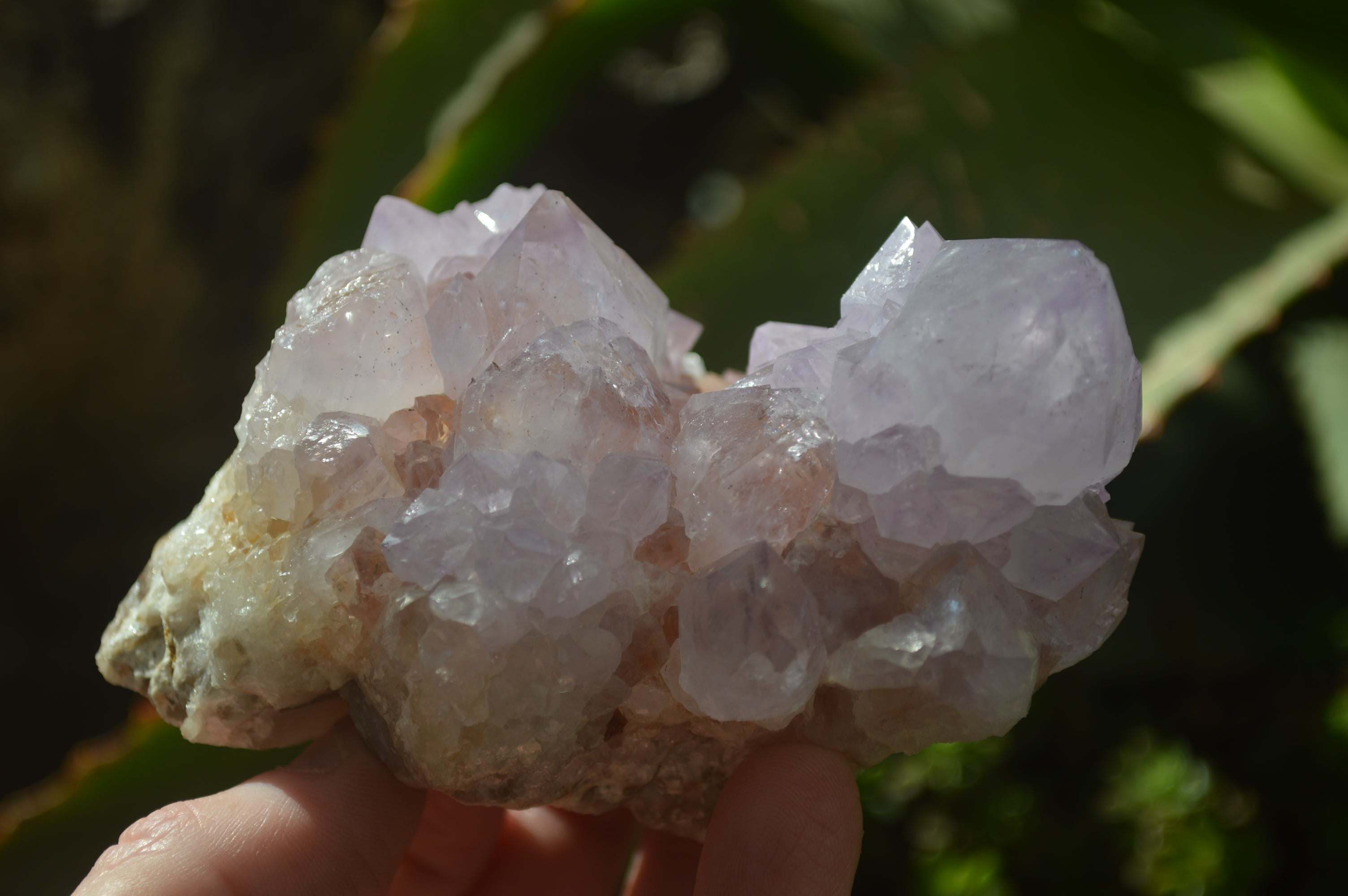 Natural Cactus Flower Spirit Quartz Clusters x 2 From Boekenhouthoek, South Africa - Toprock Gemstones and Minerals 