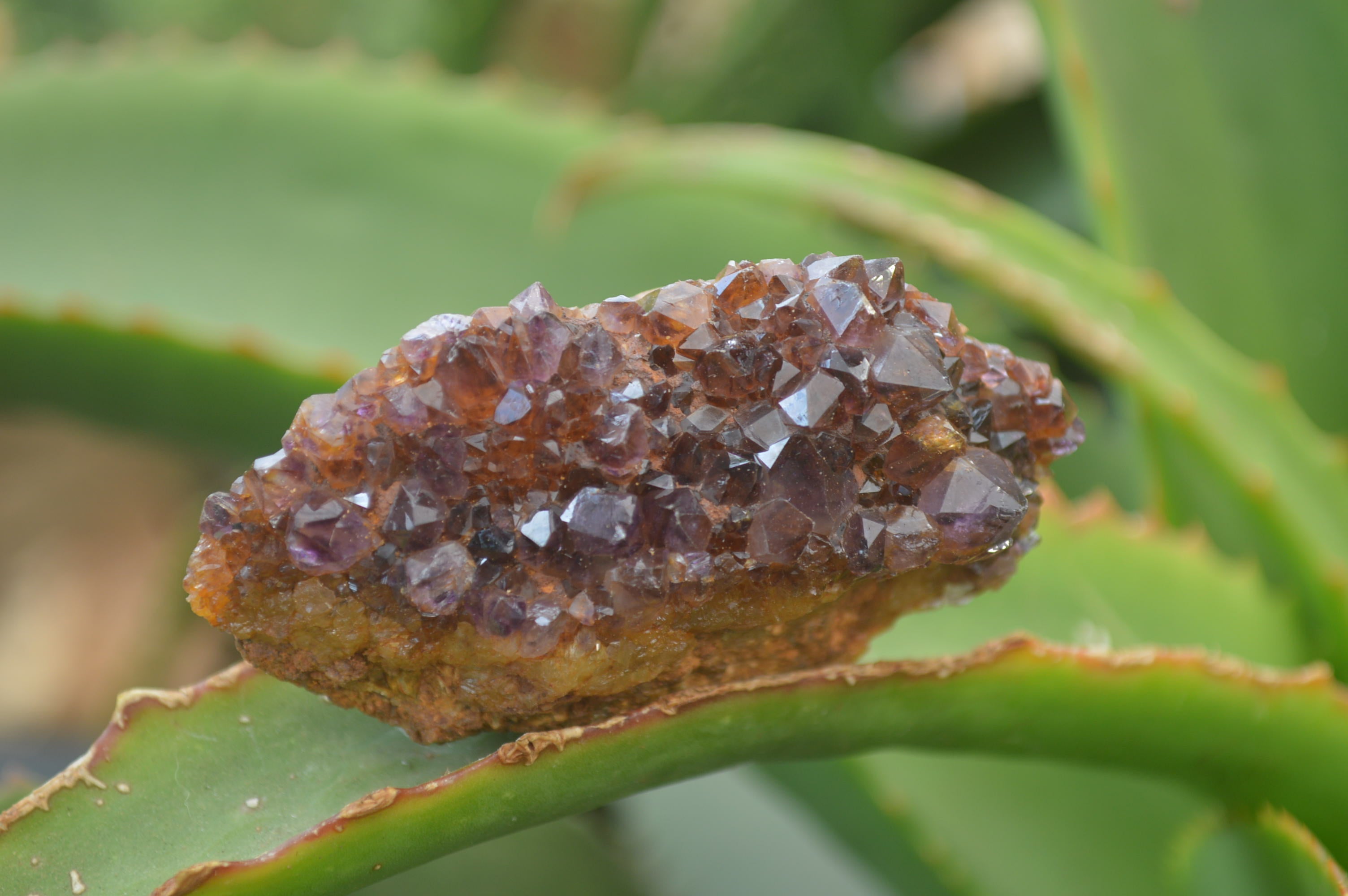 Natural Amethystos Amethyst Clusters x 20 From Kwaggafontein, South Africa - Toprock Gemstones and Minerals 