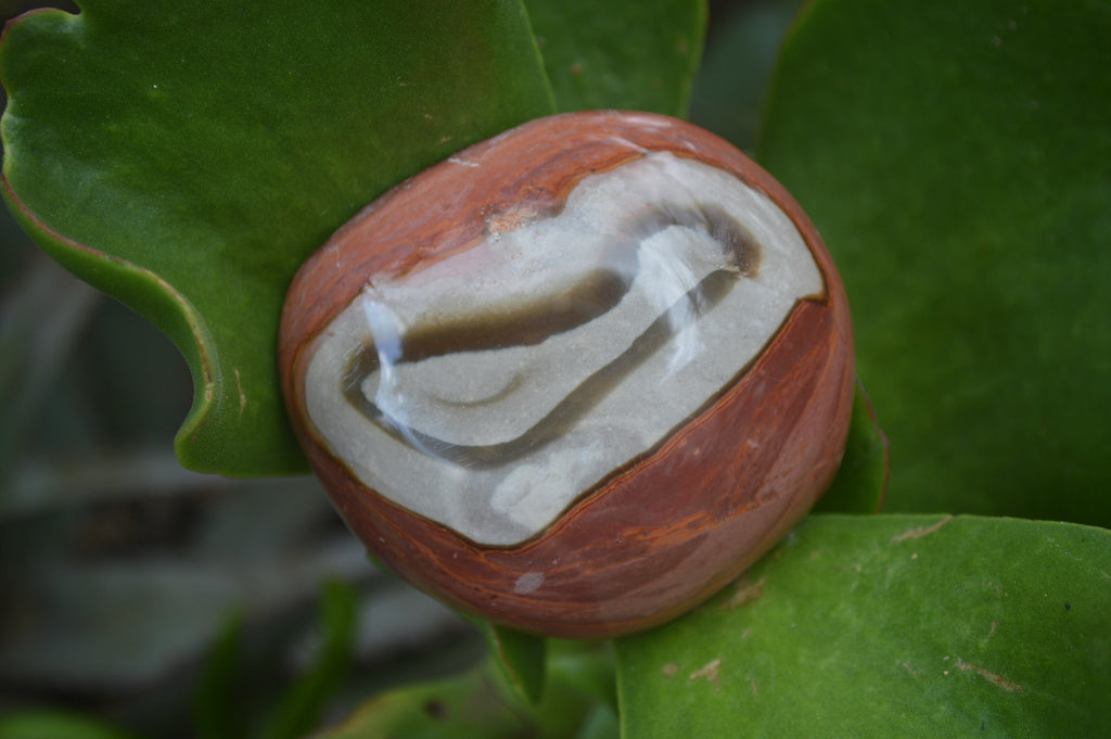 Polished On One Side Polychrome Jasper x 6 From Mahajanga, Madagascar - Toprock Gemstones and Minerals 
