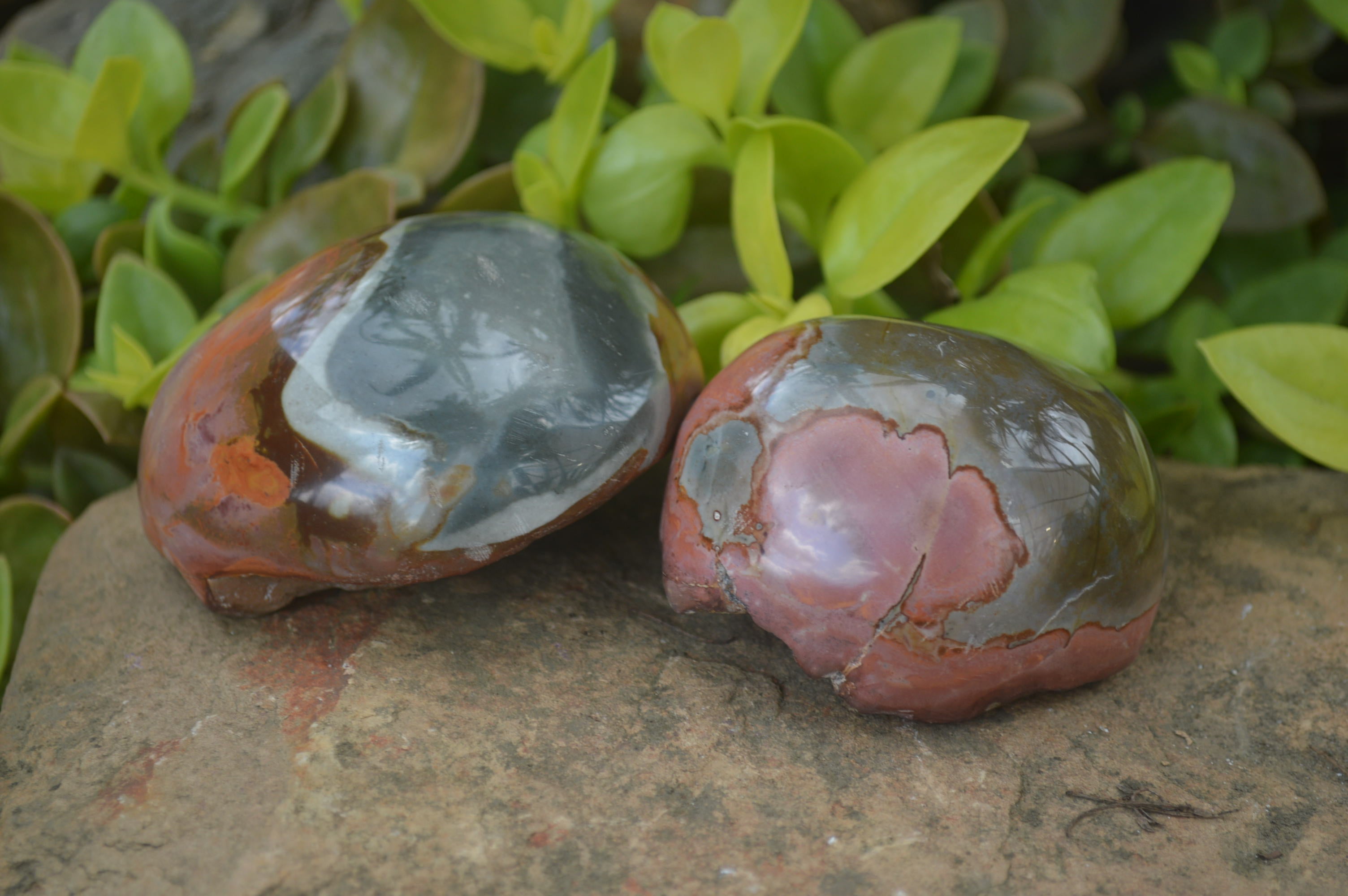 Polished On One Side Polychrome Jasper x 6 From Mahajanga, Madagascar - Toprock Gemstones and Minerals 