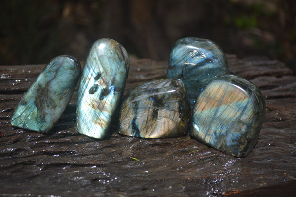 Polished Labradorite Standing Free Forms x 5 From Tulear, Madagascar - Toprock Gemstones and Minerals 