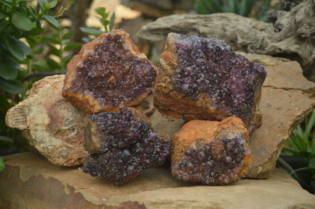 Natural Amethystos Amethyst Plates x 4 From Kwaggafontein, South Africa - Toprock Gemstones and Minerals 