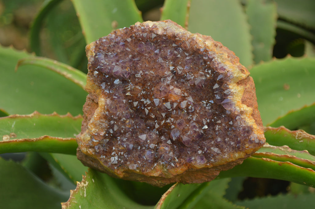 Natural Amethystos Amethyst Plates x 4 From Kwaggafontein, South Africa - Toprock Gemstones and Minerals 