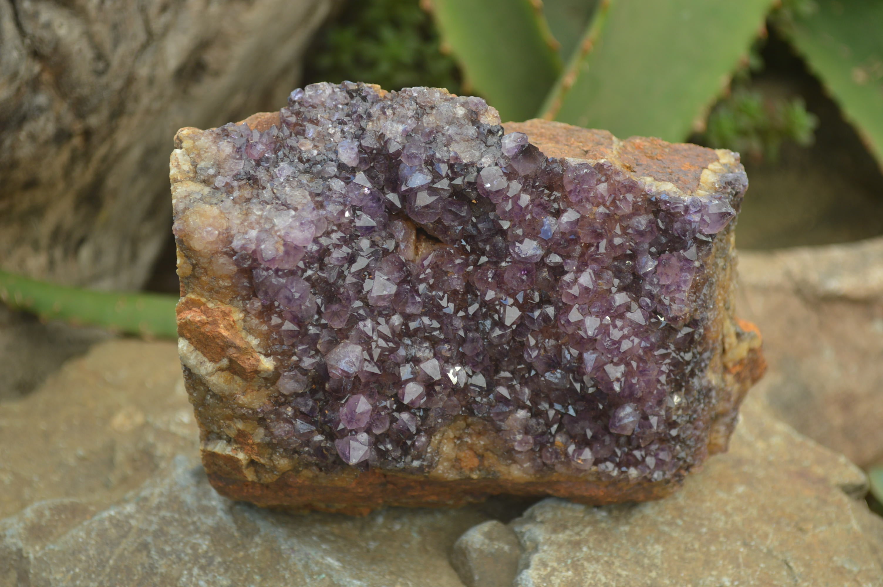 Natural Amethystos Amethyst Plates x 4 From Kwaggafontein, South Africa - Toprock Gemstones and Minerals 