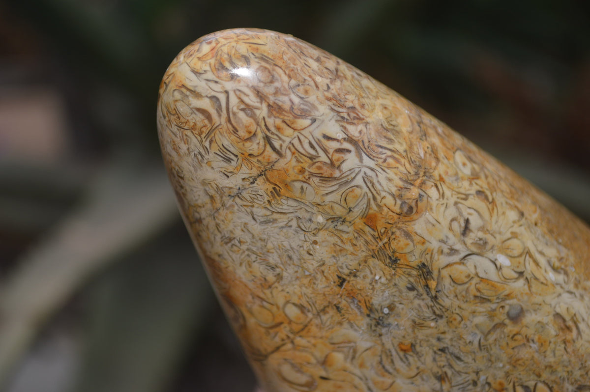 Polished Oceanic Fossil Standing Free Forms x 3 From Madagascar - Toprock Gemstones and Minerals 