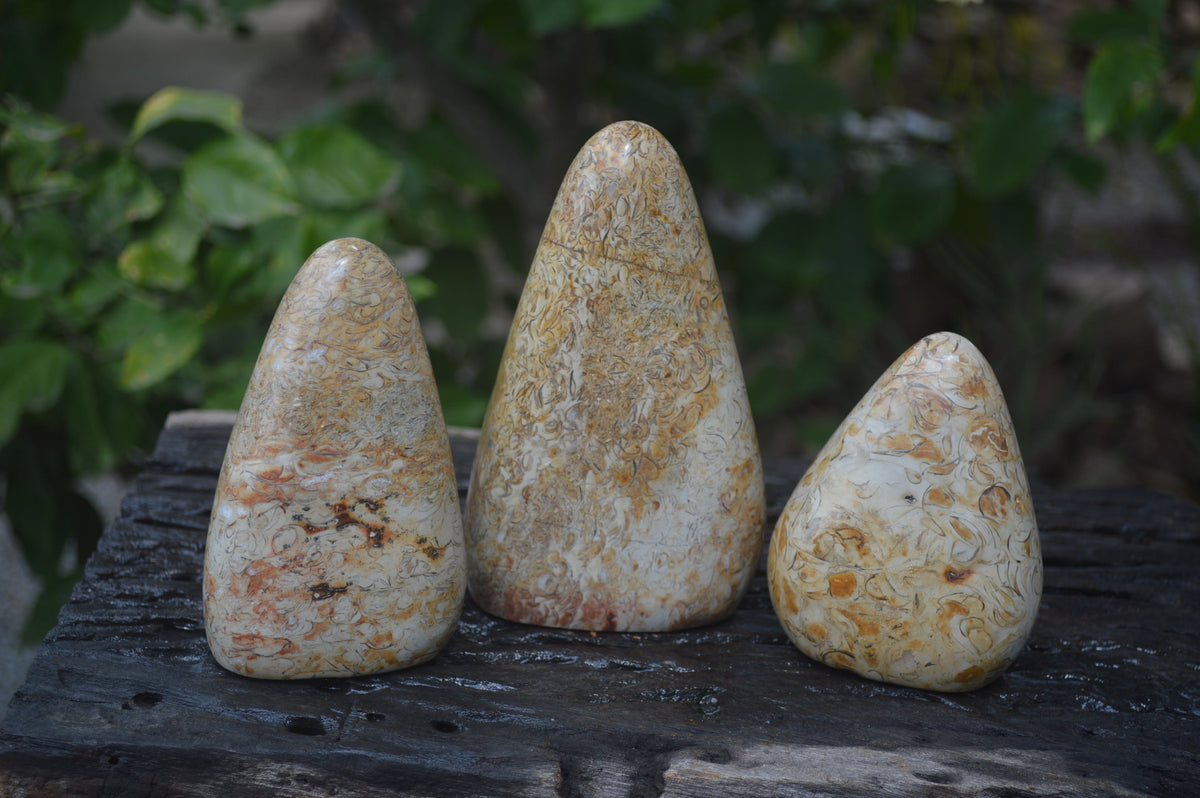Polished Oceanic Fossil Standing Free Forms x 3 From Madagascar - Toprock Gemstones and Minerals 