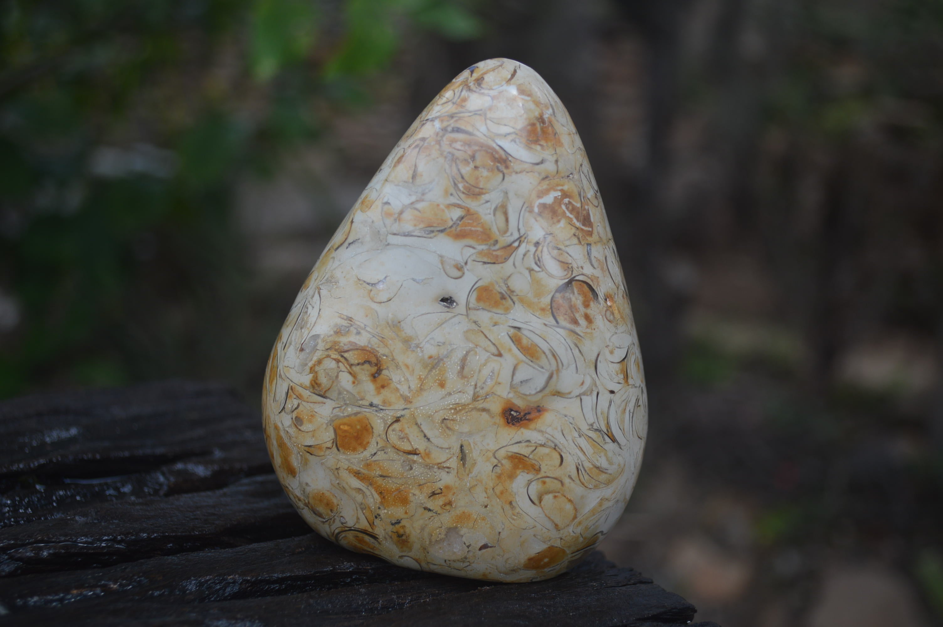 Polished Oceanic Fossil Standing Free Forms x 3 From Madagascar - Toprock Gemstones and Minerals 