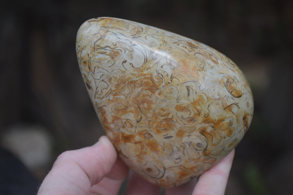 Polished Oceanic Fossil Standing Free Forms x 3 From Madagascar - Toprock Gemstones and Minerals 