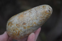 Polished Oceanic Fossil Standing Free Forms x 3 From Madagascar - Toprock Gemstones and Minerals 