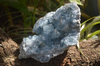 Natural Celestite Specimen x 1 From Sakoany, Madagascar - Toprock Gemstones and Minerals 