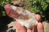 Natural Red Hematoid Quartz Crystal Specimens x 12 From Zimbabwe