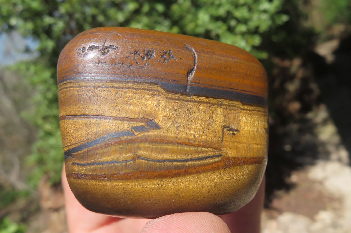 Polished Tiger's Eye Free Forms x 6 From Prieska, South Africa - Toprock Gemstones and Minerals 