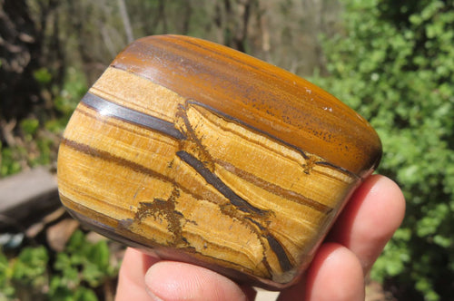 Polished Tiger's Eye Free Forms x 6 From Prieska, South Africa - Toprock Gemstones and Minerals 