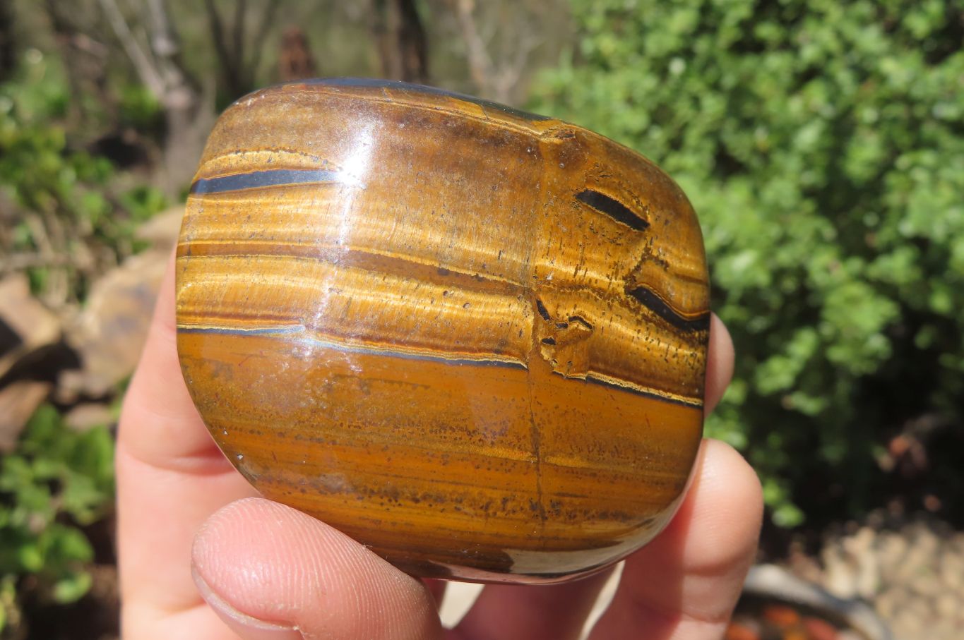 Polished Tiger's Eye Free Forms x 6 From Prieska, South Africa - Toprock Gemstones and Minerals 