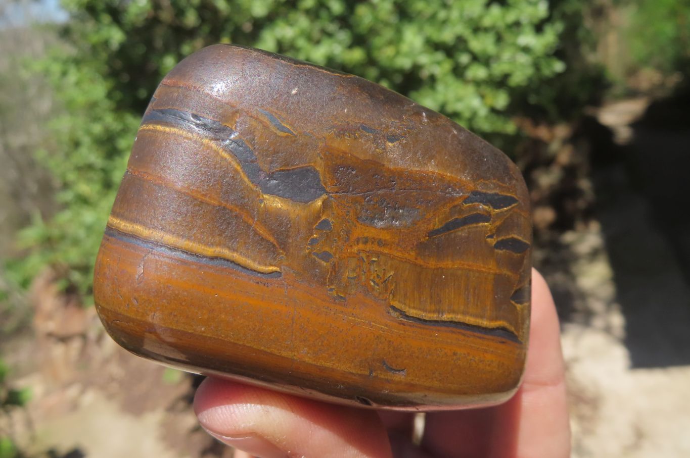 Polished Tiger's Eye Free Forms x 6 From Prieska, South Africa - Toprock Gemstones and Minerals 