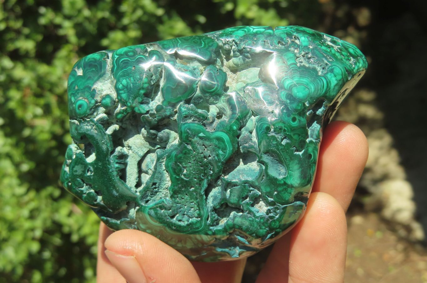 Polished Flower Banded Malachite Free Forms x 6 From Congo - Toprock Gemstones and Minerals 