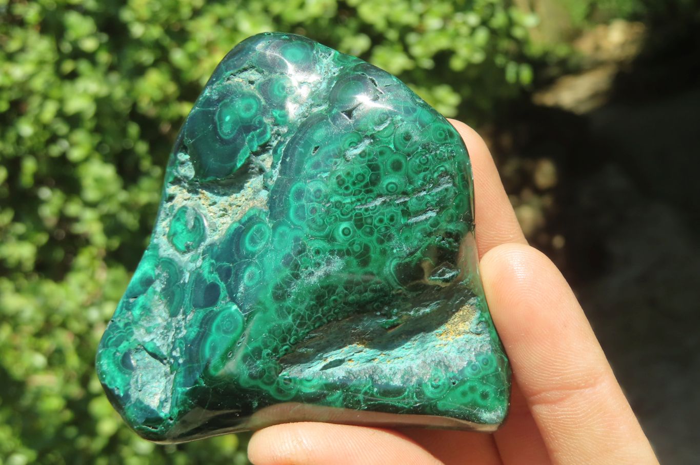 Polished Flower Banded Malachite Free Forms x 6 From Congo - Toprock Gemstones and Minerals 