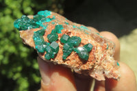 Natural Dioptase On Dolomite Specimens x 6 From Likasi, Congo