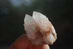 Natural Cactus Flower White Spirit Quartz Crystals and Clusters x 35 From Boekenhouthoek, South Africa - Toprock Gemstones and Minerals 