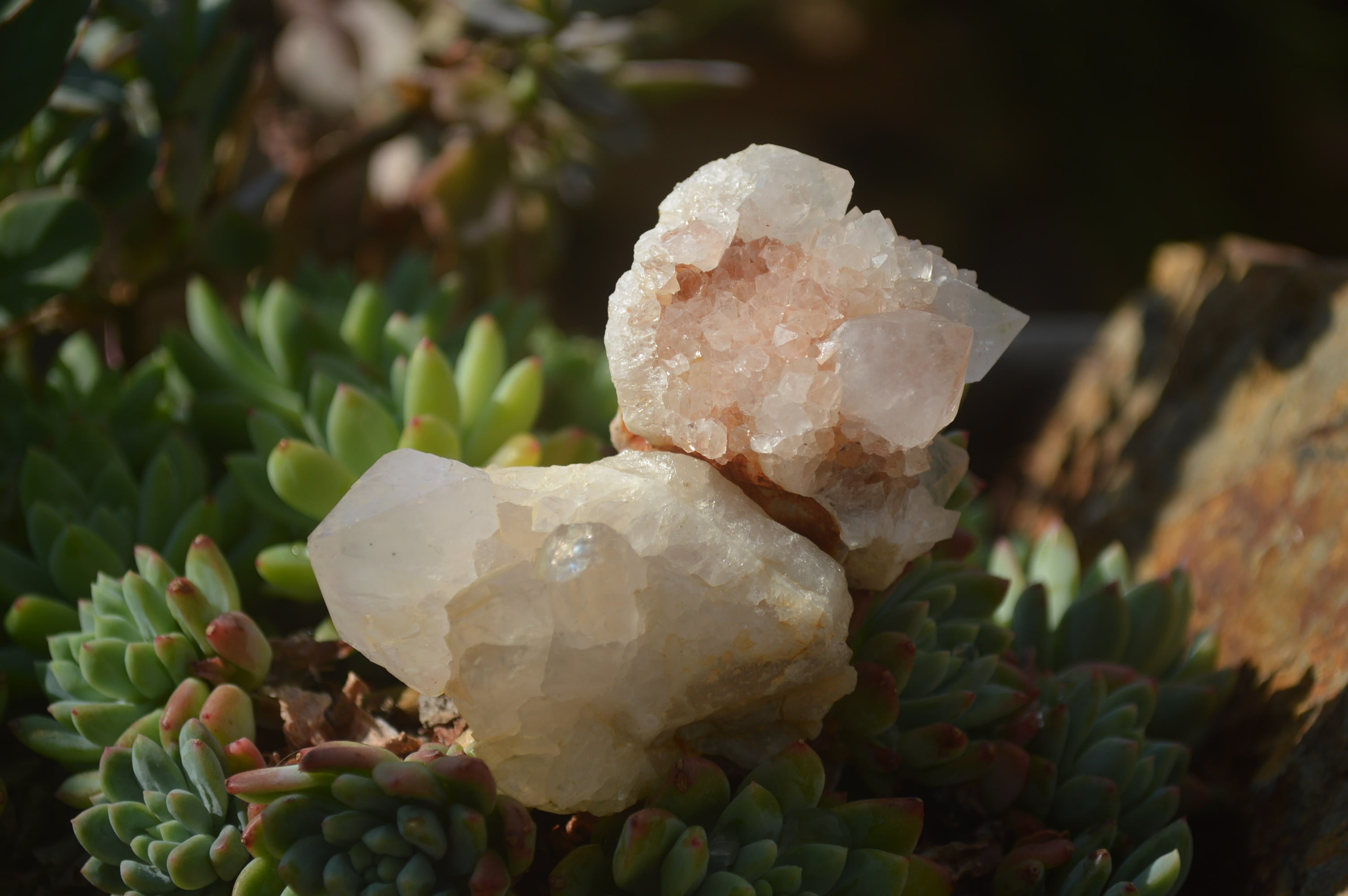 Natural Cactus Flower White Spirit Quartz Crystals and Clusters x 35 From Boekenhouthoek, South Africa - Toprock Gemstones and Minerals 