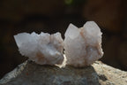 Natural Cactus Flower White Spirit Quartz Crystals and Clusters x 35 From Boekenhouthoek, South Africa - Toprock Gemstones and Minerals 