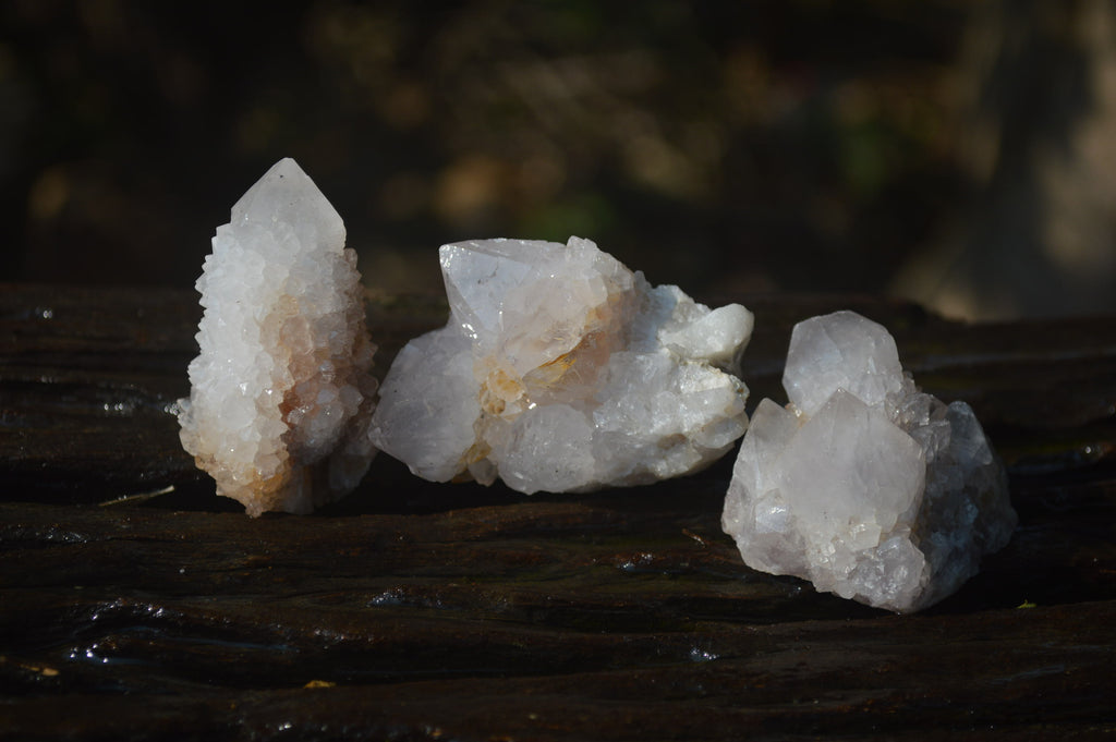 Natural Cactus Flower White Spirit Quartz Crystals and Clusters x 35 From Boekenhouthoek, South Africa - Toprock Gemstones and Minerals 