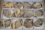 Polished Septerye Slices x 12 From Mahajanga, Madagascar - Toprock Gemstones and Minerals 