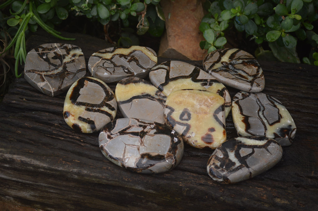 Polished Septerye Slices x 12 From Mahajanga, Madagascar - Toprock Gemstones and Minerals 