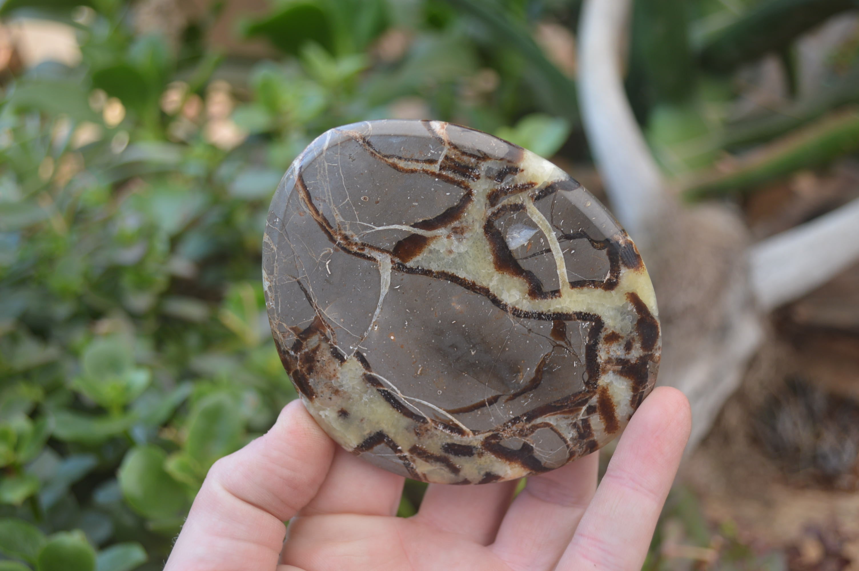 Polished Septerye Slices x 12 From Mahajanga, Madagascar - Toprock Gemstones and Minerals 