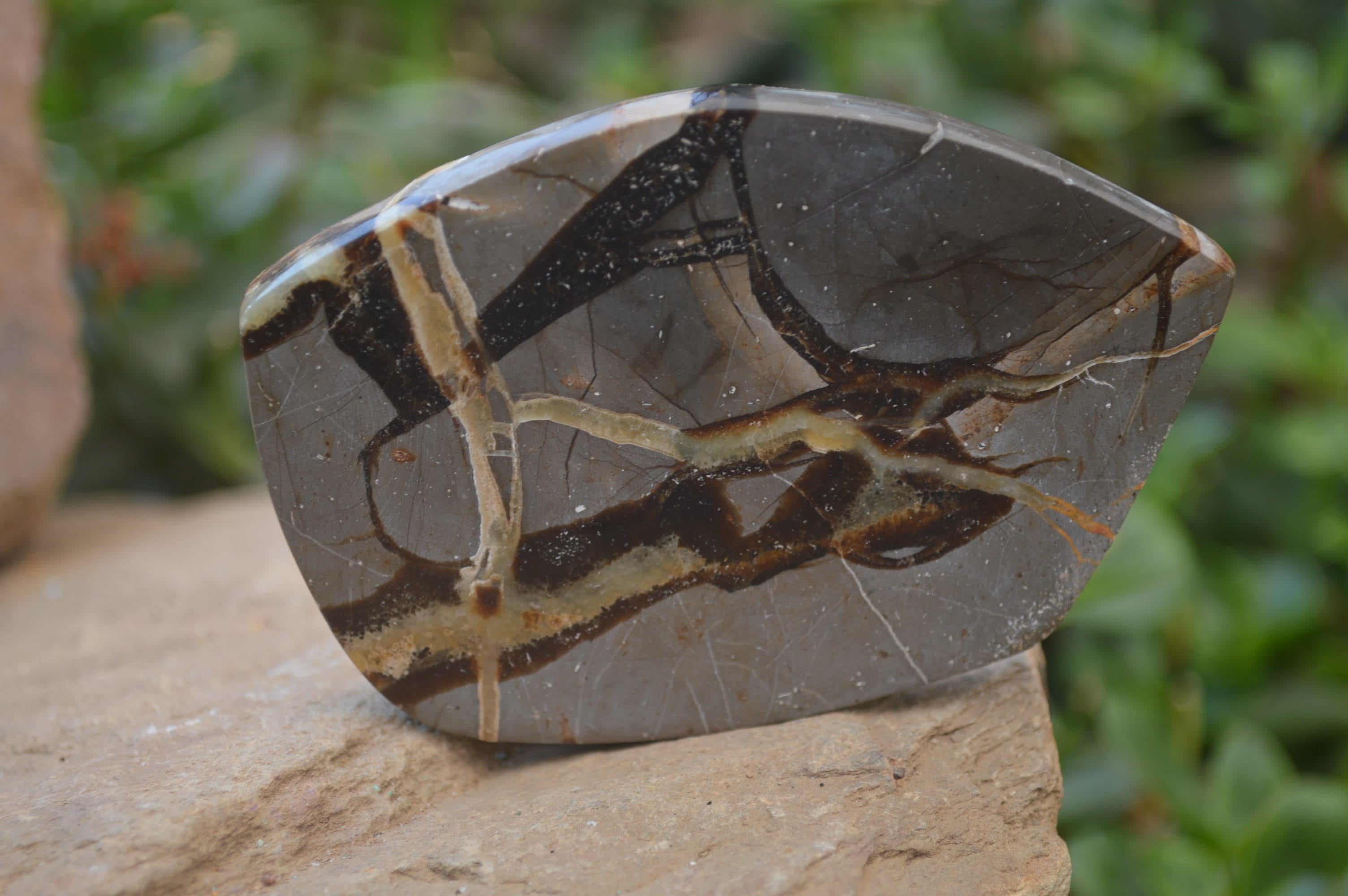 Polished Septerye Slices x 12 From Mahajanga, Madagascar - Toprock Gemstones and Minerals 