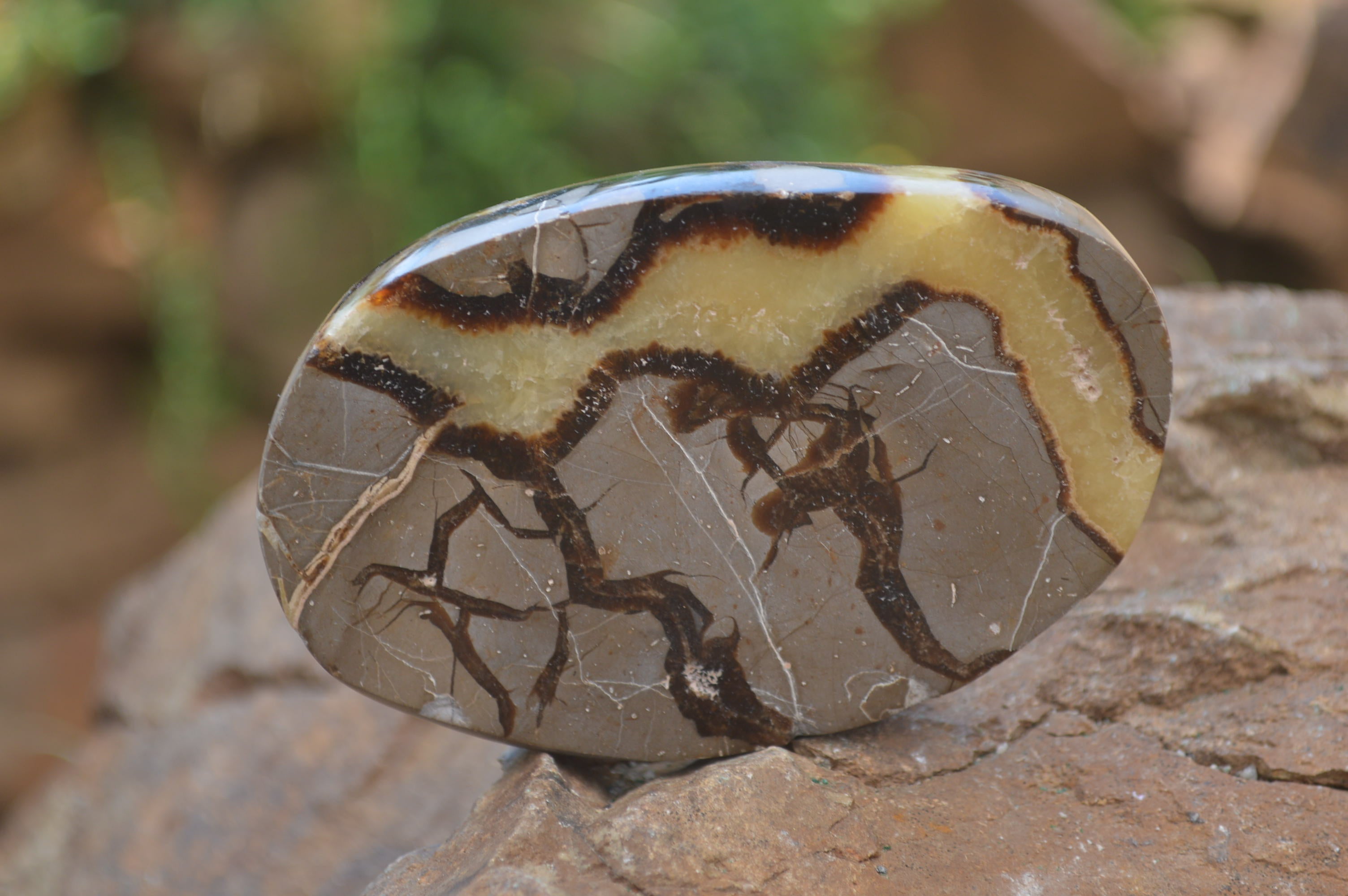 Polished Septerye Slices x 12 From Mahajanga, Madagascar - Toprock Gemstones and Minerals 