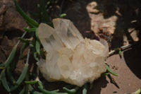 Natural Quartz Cluster Specimens x 6 From Madagascar - Toprock Gemstones and Minerals 