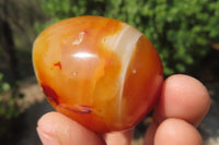 Polished Carnelian Gemstone Eggs x 12 From Madagascar - Toprock Gemstones and Minerals 