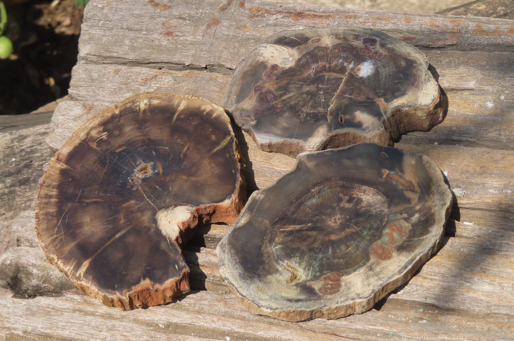 Polished Petrified Wood Slices x 6 From Zimbabwe - Toprock Gemstones and Minerals 