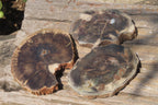 Polished Petrified Wood Slices x 6 From Zimbabwe - Toprock Gemstones and Minerals 