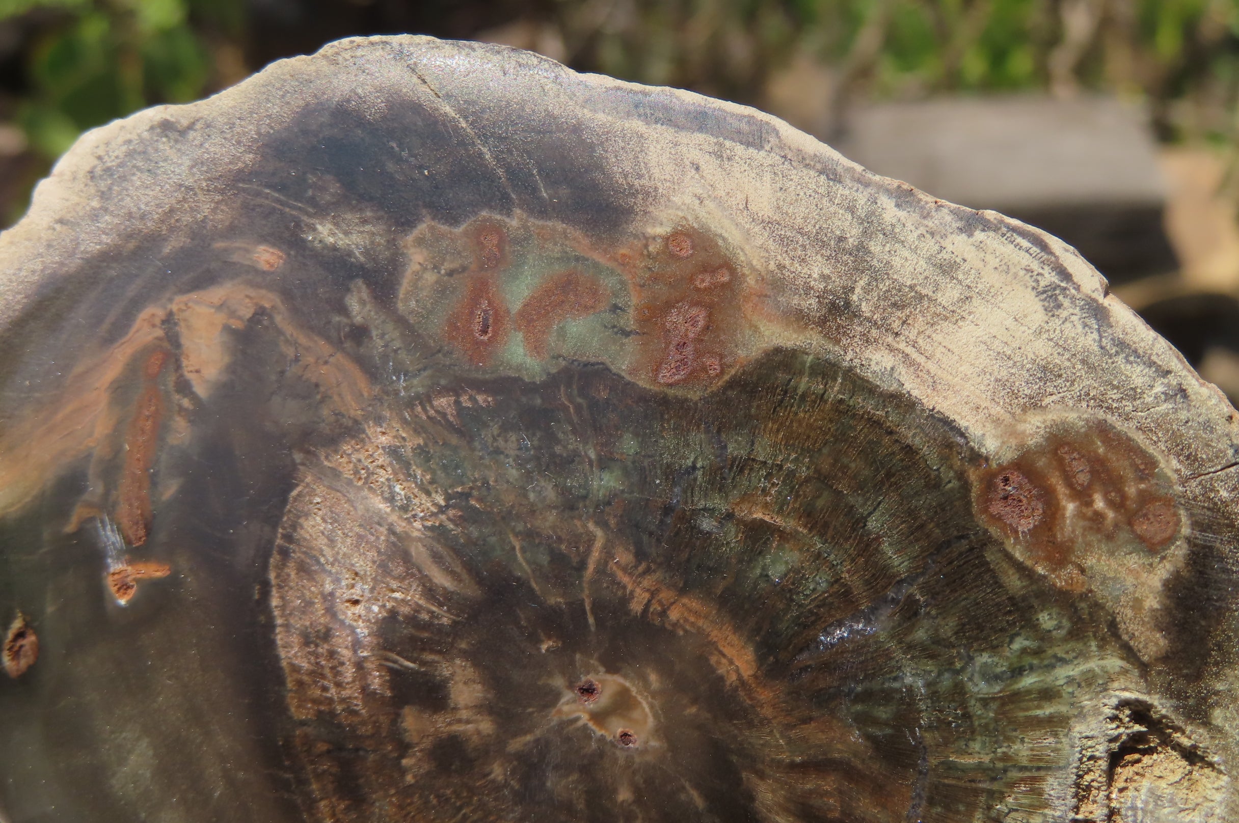 Polished Petrified Wood Slices x 6 From Zimbabwe - Toprock Gemstones and Minerals 