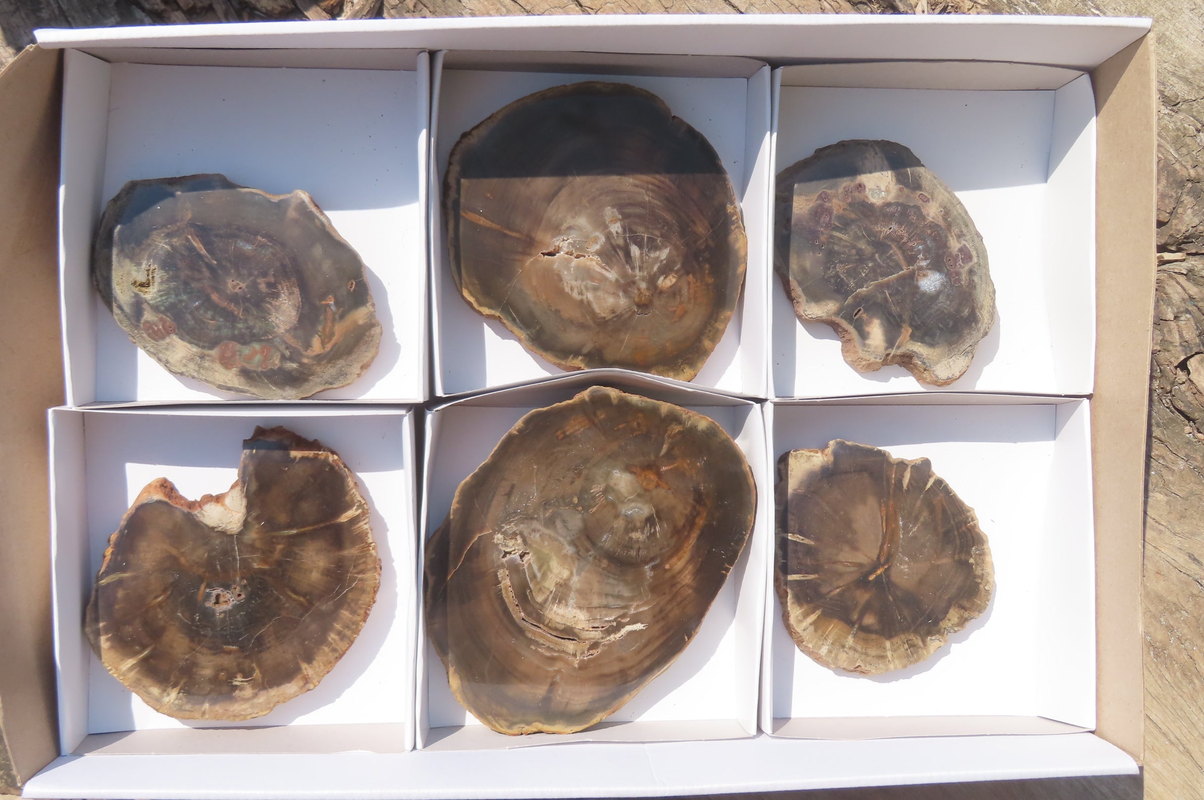 Polished Petrified Wood Slices x 6 From Zimbabwe - Toprock Gemstones and Minerals 