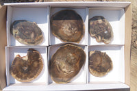 Polished Petrified Wood Slices x 6 From Zimbabwe