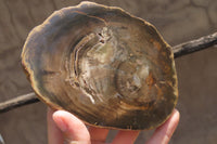 Polished Petrified Wood Slices x 6 From Zimbabwe