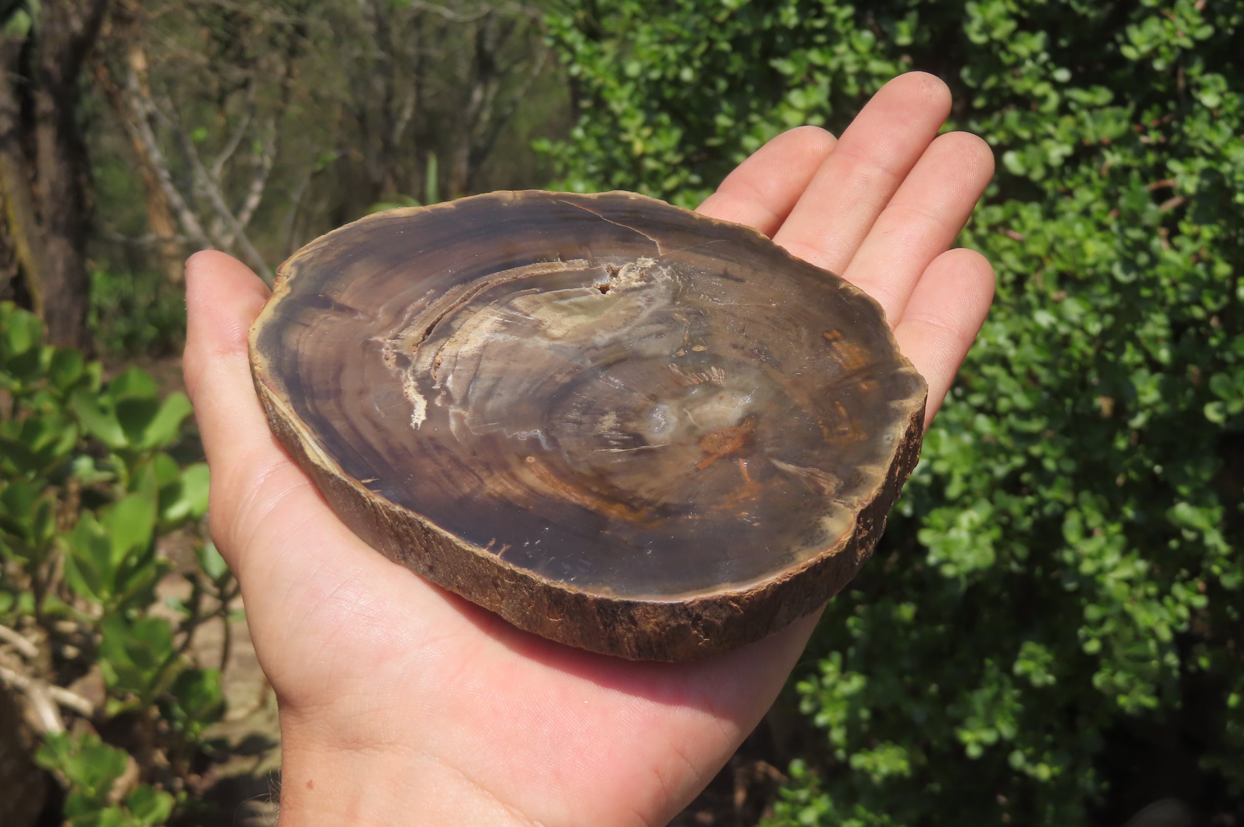Polished Petrified Wood Slices x 6 From Zimbabwe - Toprock Gemstones and Minerals 