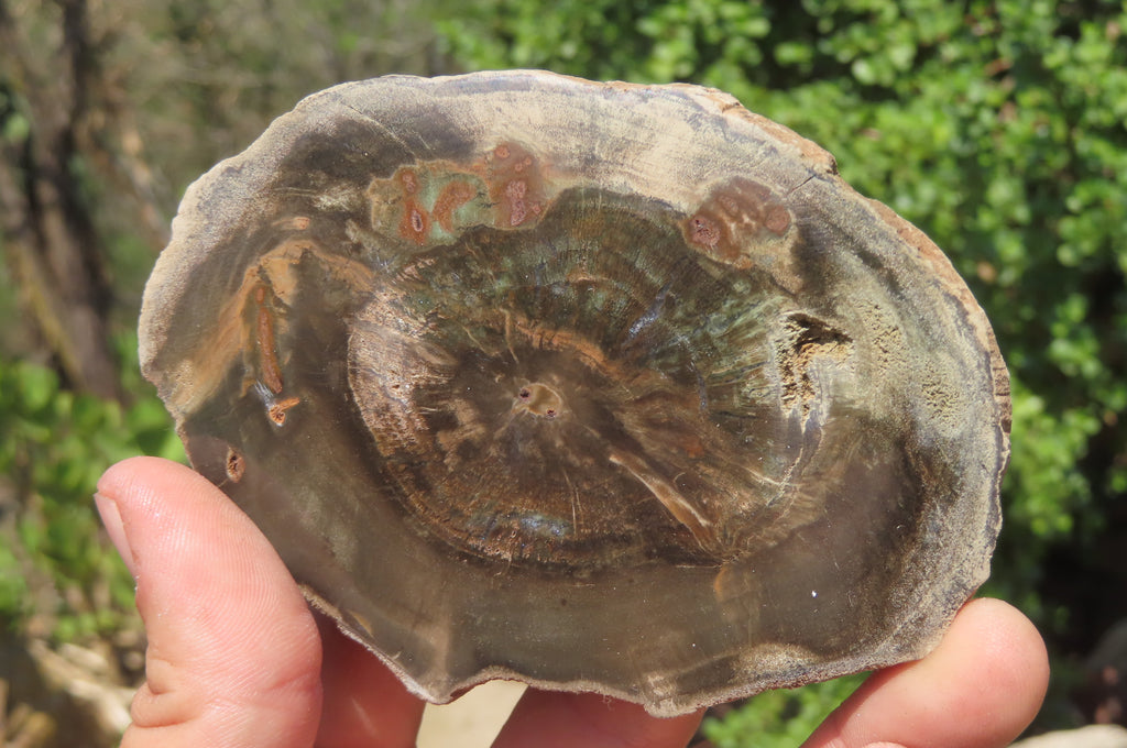 Polished Petrified Wood Slices x 6 From Zimbabwe - Toprock Gemstones and Minerals 