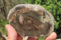 Polished Petrified Wood Slices x 6 From Zimbabwe