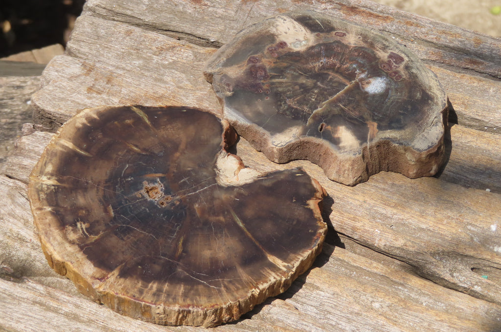 Polished Petrified Wood Slices x 6 From Zimbabwe - Toprock Gemstones and Minerals 