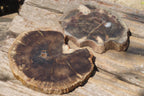 Polished Petrified Wood Slices x 6 From Zimbabwe - Toprock Gemstones and Minerals 
