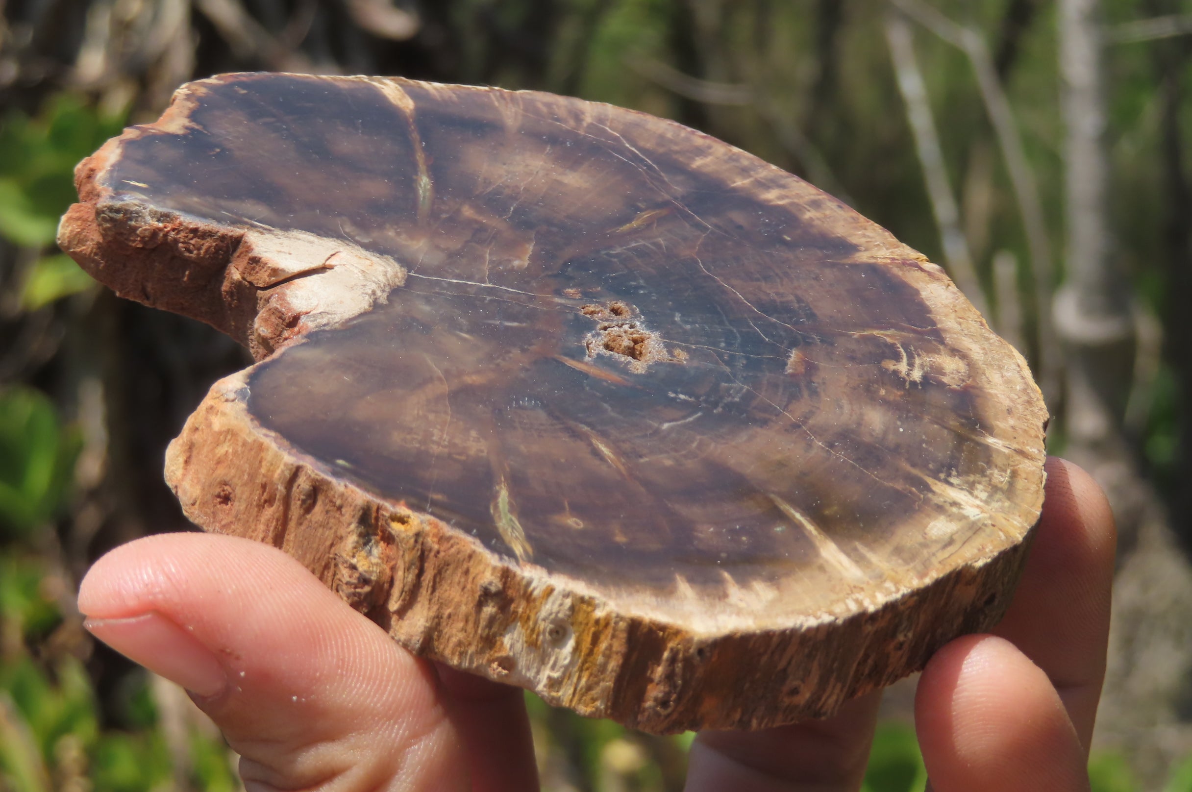 Polished Petrified Wood Slices x 6 From Zimbabwe - Toprock Gemstones and Minerals 