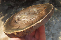 Polished Petrified Wood Slices x 6 From Zimbabwe