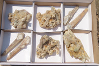 Natural Fairy Spirit Quartz Clusters x 8 From Boekenhouthoek, South Africa - Toprock Gemstones and Minerals 