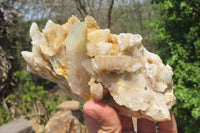 Natural Fairy Spirit Quartz Clusters x 8 From Boekenhouthoek, South Africa - Toprock Gemstones and Minerals 